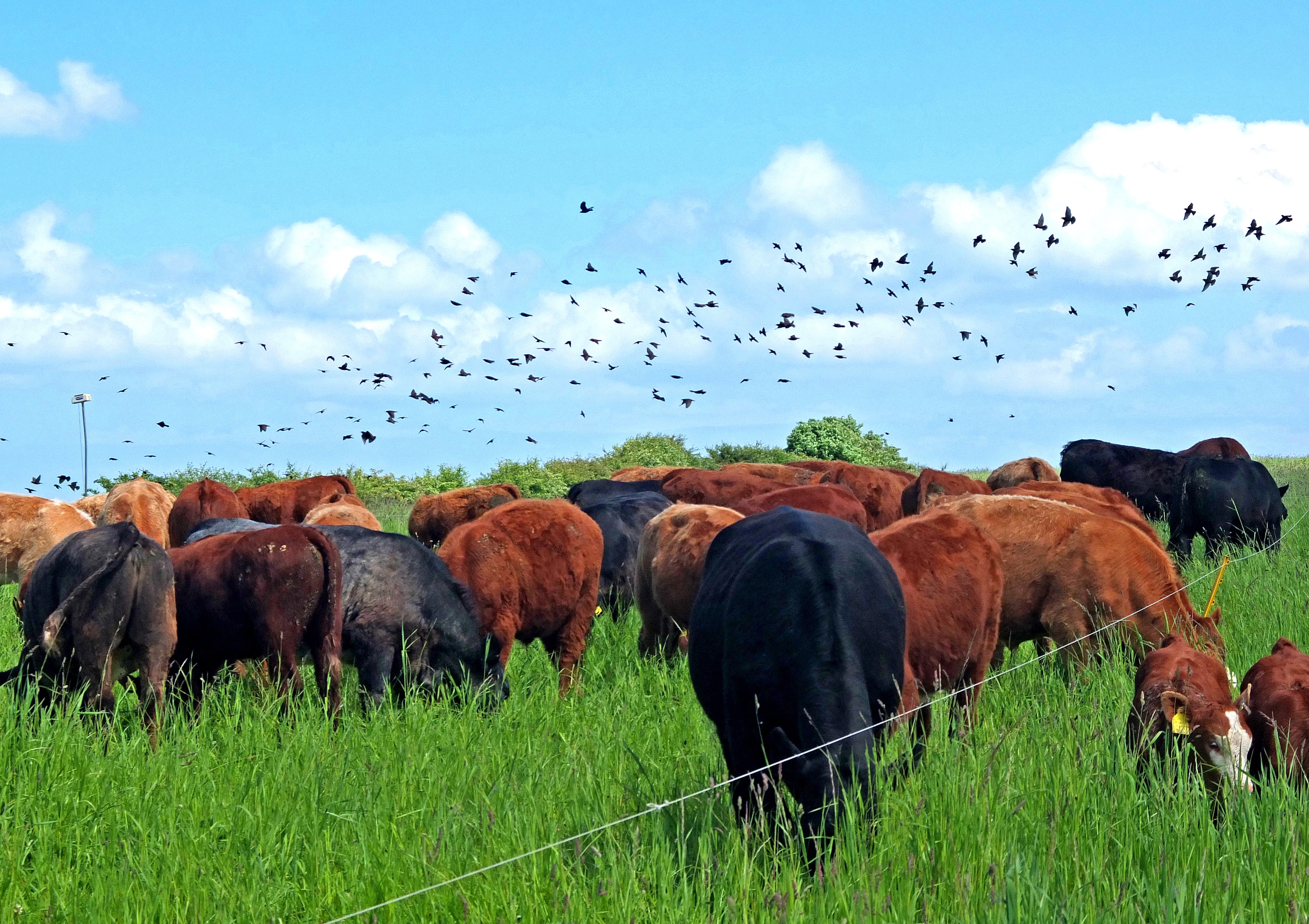 Suckler cattle at Balbirnie Home Farms — replace with your own photo