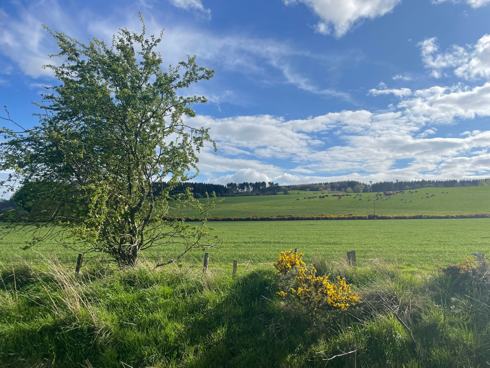 Residential property on the Balbirnie estate — replace with your own photo